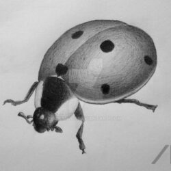 Ladybug Drawing Hand Drawn Sketch