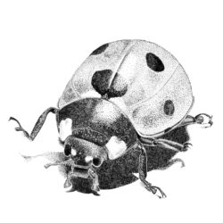 Ladybug Drawing Photo