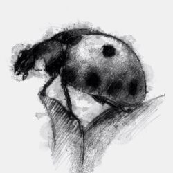 Ladybug Drawing Stunning Sketch