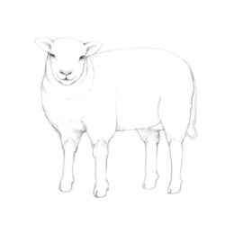 Lamb Drawing