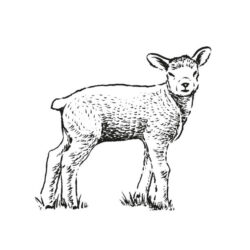 Lamb Drawing Beautiful Artwork