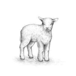 Lamb Drawing Detailed Sketch