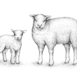 Lamb Drawing Fine Art