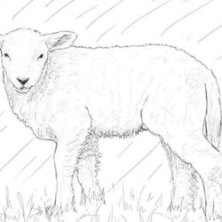 Lamb Drawing Image