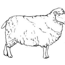 Lamb Drawing Intricate Artwork