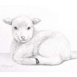 Lamb Drawing Modern Sketch