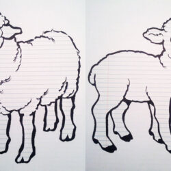 Lamb Drawing Photo