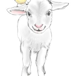 Lamb Drawing Picture