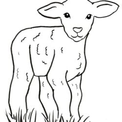 Lamb Drawing Professional Artwork