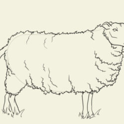 Lamb Drawing Realistic Sketch