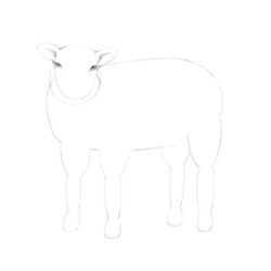 Lamb Drawing Sketch