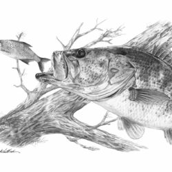 Largemouth Bass Drawing Amazing Sketch