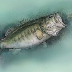 Largemouth Bass Drawing Creative Style