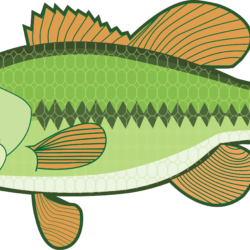 Largemouth Bass Drawing Hand Drawn - Drawing All