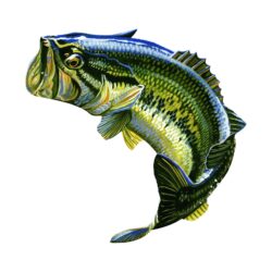 Largemouth Bass Drawing Hand Drawn