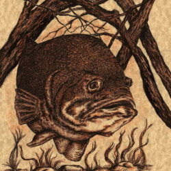 Largemouth Bass Drawing Professional Artwork