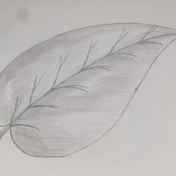 Leaf Drawing Amazing Sketch