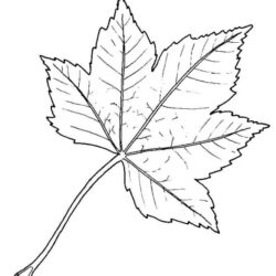 Leaf Drawing Art