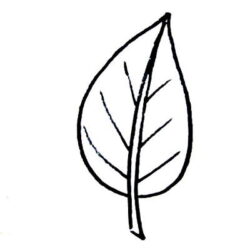 Leaf Drawing Artistic Sketching