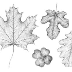 Leaf Drawing Beautiful Artwork