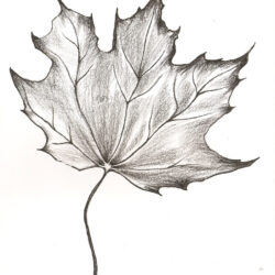 Leaf Drawing Creative Style