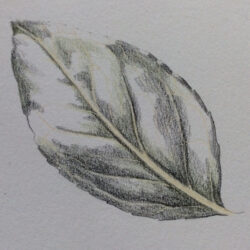 Leaf Drawing Detailed Sketch