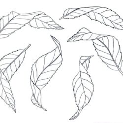 Leaf Drawing Fine Art