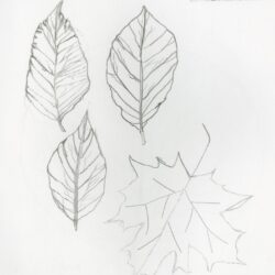 Leaf Drawing Hand Drawn Sketch