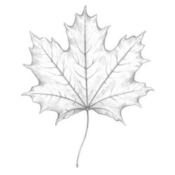 Leaf Drawing Intricate Artwork