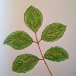 Leaf Drawing Professional Artwork