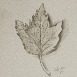 Leaf Drawing Sketch