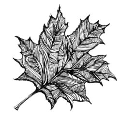 Leaf Drawing Unique Art