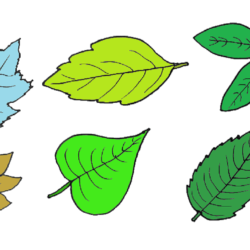 Leaves Drawing Hand Drawn