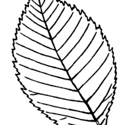 Leaves Drawing Image