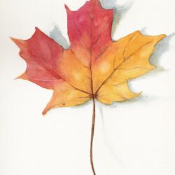 Leaves Drawing Realistic Sketch