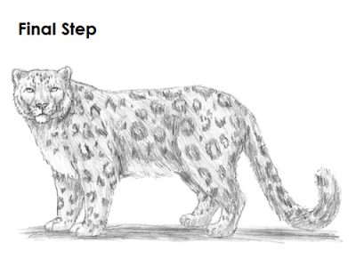 Leopard, Agile, Spots, Predator, Camouflage Drawing