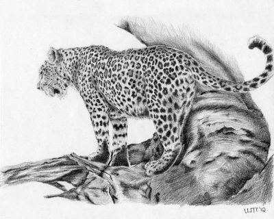 Leopard, Agile, Spotted, Predator, Wildlife Drawing