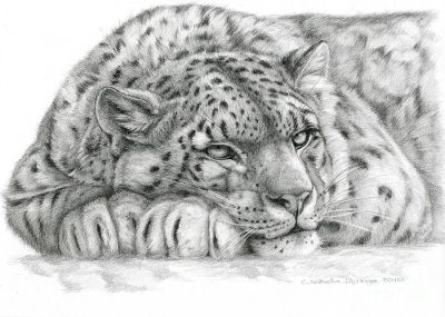 Leopard, Agile, Graceful, Predator, Spotted Drawing