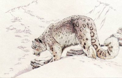 Leopard, Agile, Spotted, Predator, Feline Drawing