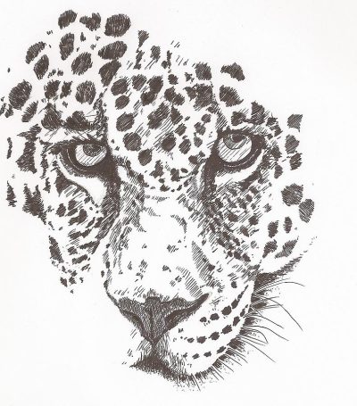 Leopard, Agile, Spots, Predator, Camouflage Drawing