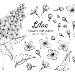 Lilac Drawing Artistic Sketching