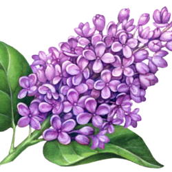 Lilac Drawing Beautiful Artwork