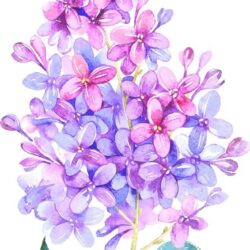 Lilac Drawing Creative Style