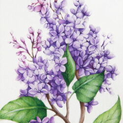 Lilac Drawing Fine Art