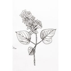 Lilac Drawing Intricate Artwork