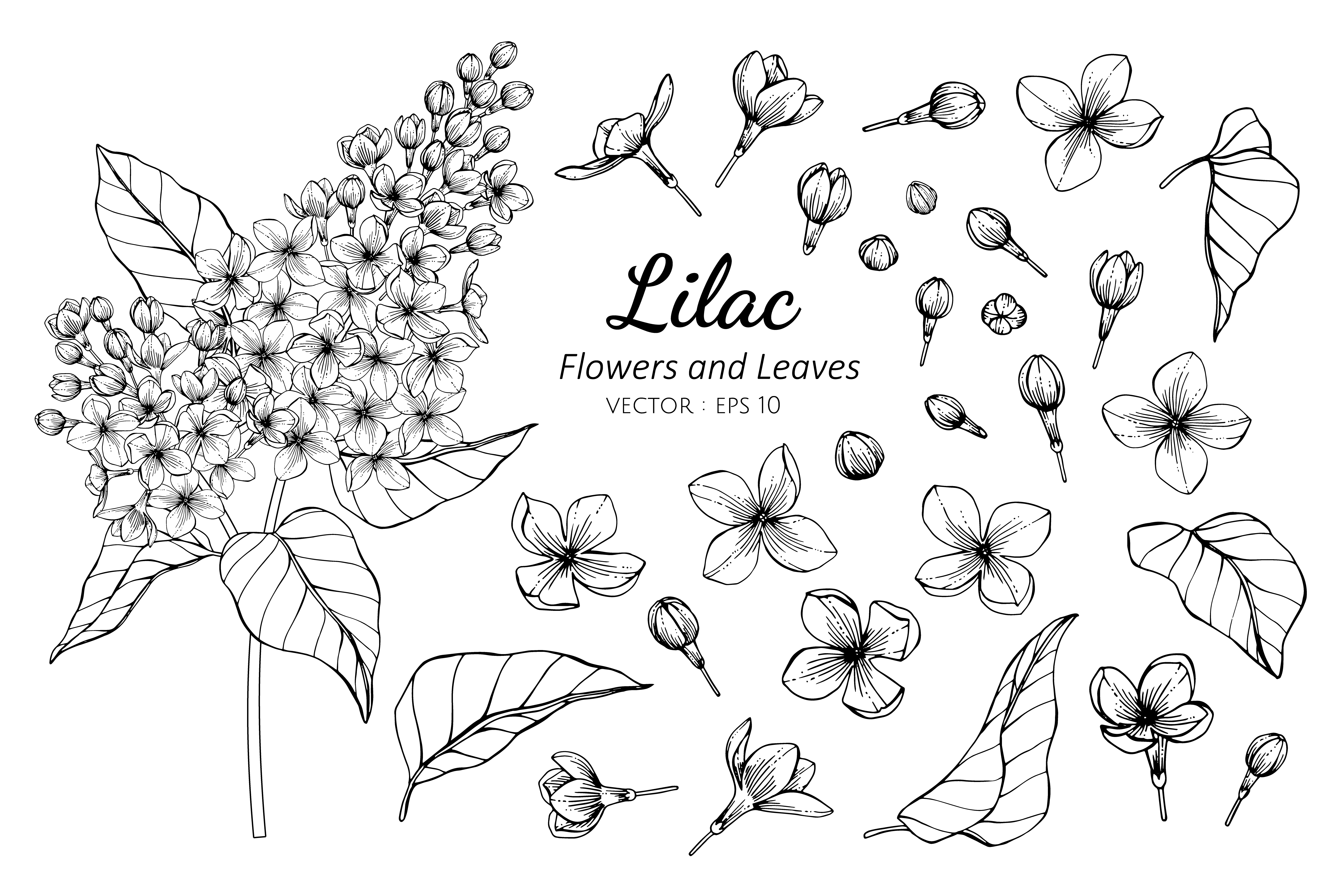 Lilac Drawing Professional Artwork