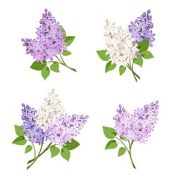 Lilac Drawing Unique Art