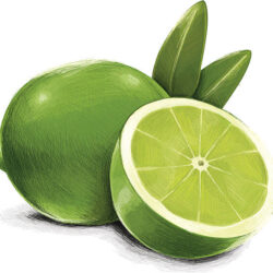 Lime Drawing Artistic Sketching