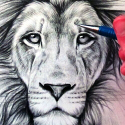 Lion Drawing Amazing Sketch