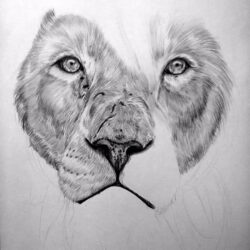 Lion Drawing Art